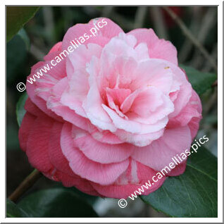 Camellia Japonica 'Italiana'