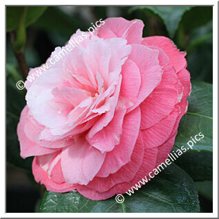 Camellia Japonica 'Italiana'