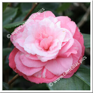 Camellia Japonica 'Italiana'