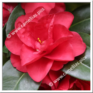 Camellia Japonica 'Itsukamachi'