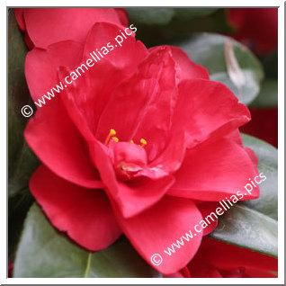 Camellia Japonica 'Itsukamachi'