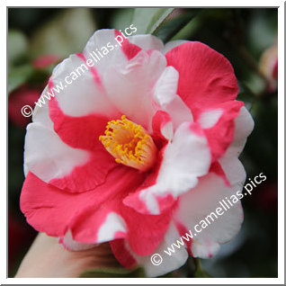 Camellia Japonica 'Iwane-shibori'
