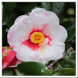 Camellia Japonica 'Iwane-shibori'