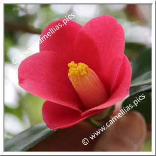 Camellia Japonica 'Iyo-wabishin'