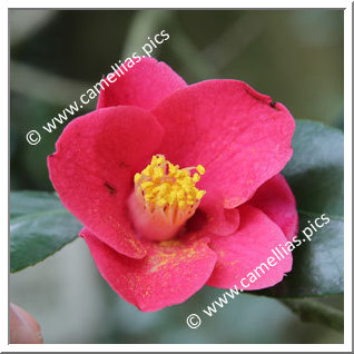 Camellia Japonica 'Iyo-wabishin'