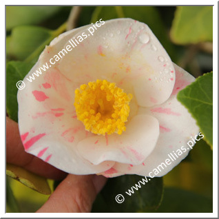 Camellia Japonica 'Izenah'