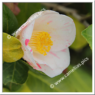 Camellia Japonica 'Izenah'
