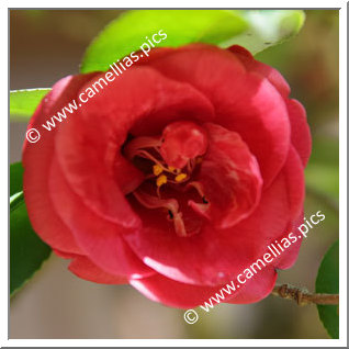 Camellia Japonica 'Izumi'
