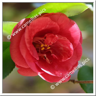 Camellia Japonica 'Izumi'