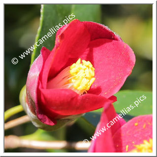 Camellia Japonica 'Izumotaisha-yabu-tsubaki '