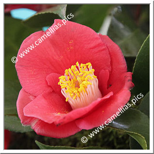 Camellia Japonica 'Izumusume'