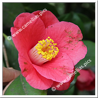 Camellia Japonica 'Izumusume'