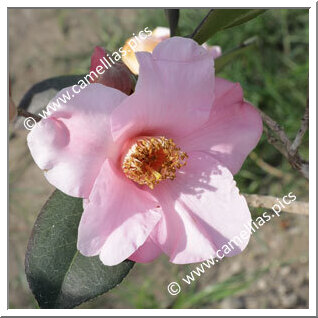 Camellia Hybrid C.x williamsii 'J.C. Williams'