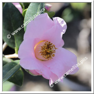 Camellia Hybride C.x williamsii 'J.C. Williams'