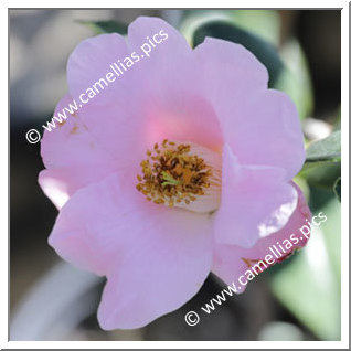 Camellia Hybrid C.x williamsii 'J.C. Williams'