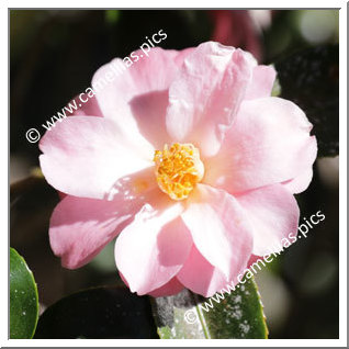 Camellia Hybrid C.x williamsii 'Jackpot'