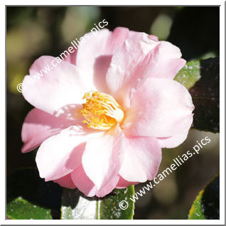 Camellia Hybrid C.x williamsii 'Jackpot'