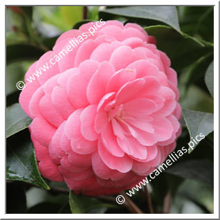 Camellia Japonica 'Jacks'