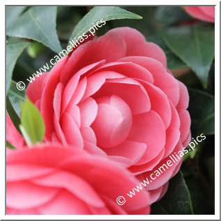 Camellia Japonica 'Jacks'