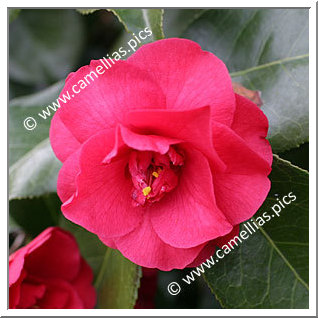 Camellia Japonica 'Jacques et Barthélémy'