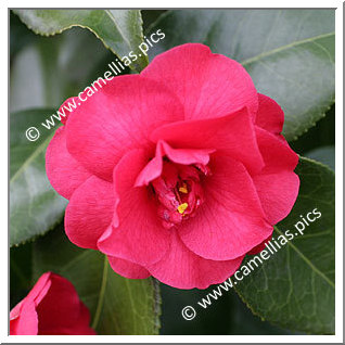 Camellia Japonica 'Jacques et Barthélémy'