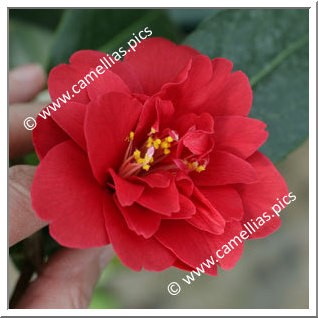 Camellia Japonica 'Jacques Cassard'