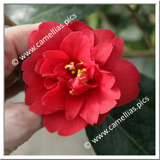 Camellia Japonica 'Jacques Cassard'