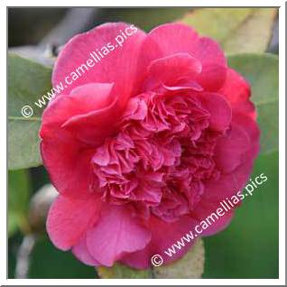 Camellia Japonica 'James Allan'