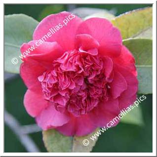 Camellia Japonica 'James Allan'