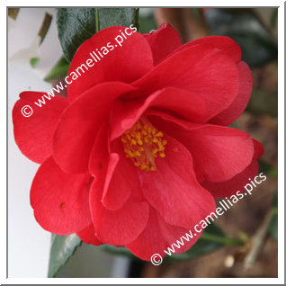 Camellia Hybrid C.x williamsii 'Jamie'