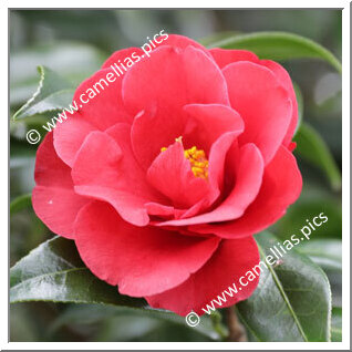 Camellia Hybride C.x williamsii 'Jamie'