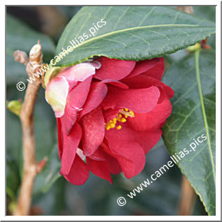 Camellia Hybride C.x williamsii 'Jamie'