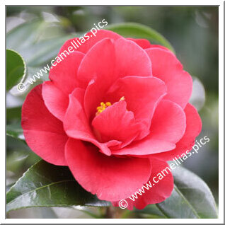 Camellia Hybrid C.x williamsii 'Jamie'