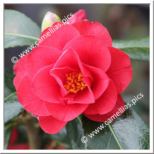 Camellia Hybrid C.x williamsii 'Jamie'