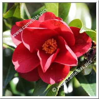 Camellia Hybrid C.x williamsii 'Jamie'