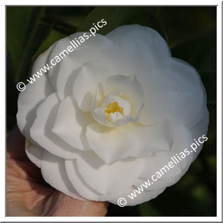 Camellia Japonica 'Janet Waterhouse'