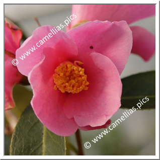 Camellia Hybrid 'Japanese Fantasy'