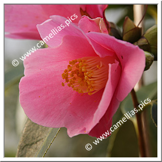 Camellia Hybride 'Japanese Fantasy'