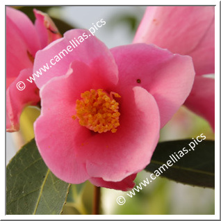 Camellia Hybrid 'Japanese Fantasy'