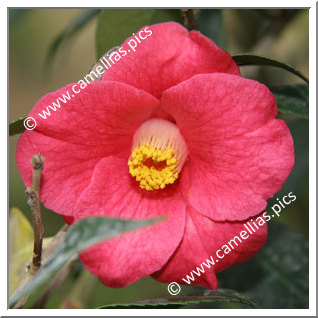 Camellia Botanique 'C. japonica'