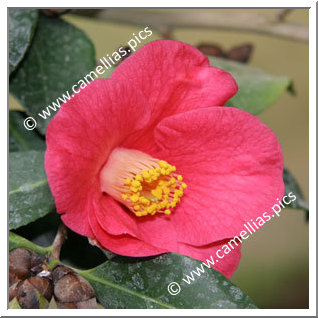 Camellia Botanique 'C. japonica'