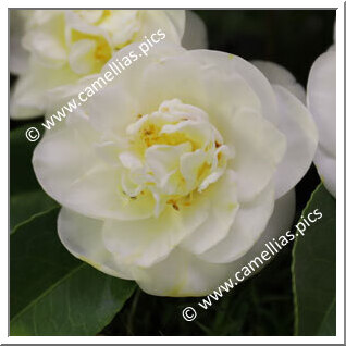 Camellia Japonica 'Jasmim'