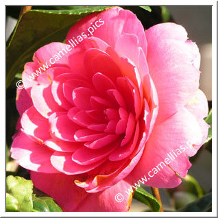 Camellia Hybrid C.x williamsii 'Jean Claris'