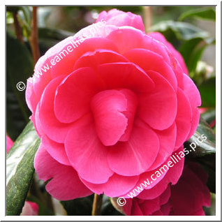 Camellia Hybrid C.x williamsii 'Jean Claris'