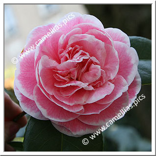 Camellia Japonica 'Jean Clere'