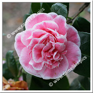 Camellia Japonica 'Jean Clere'