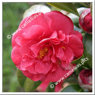 Camellia Japonica 'Jean-Jacques Audubon'