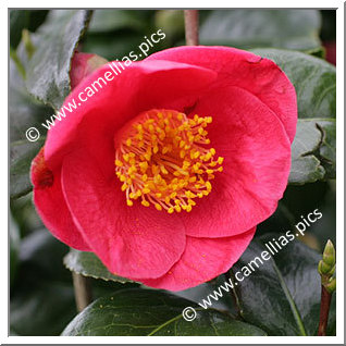 Camellia Japonica 'Jean Laborey'