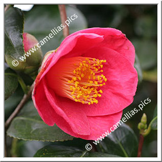Camellia Japonica 'Jean Laborey'