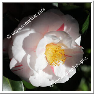 Camellia Japonica 'Jean Lyne'